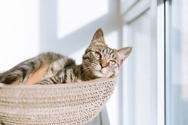 Gato en un hotel pet-friendly